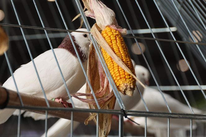 ZooPark ponownie przyciągnął do Targów Lublin tłumy miłośników zwierząt