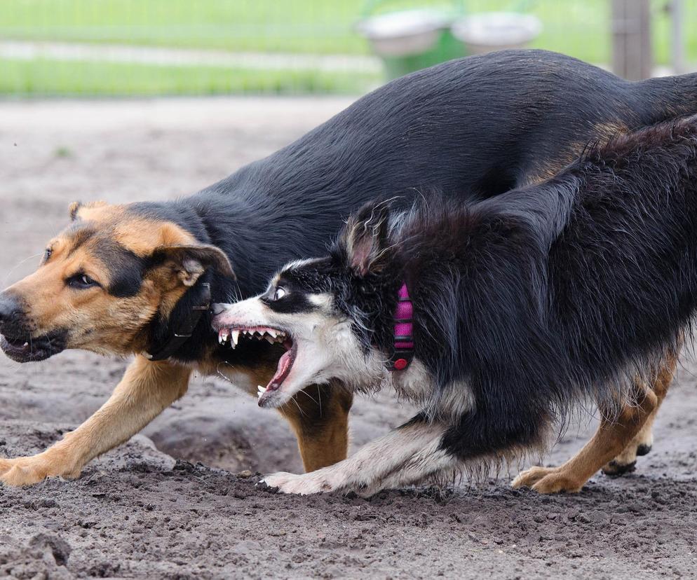 agresywne psy