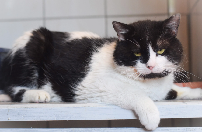 Kot do adopcji w zielonogórskim schronisku
