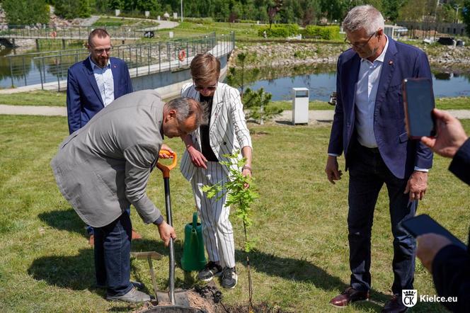 Potomek Dęba Bartka wyrośnie w Ogrodzie Botanicznym w Kielcach