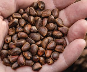 Obfitują w kalorie, a jednak mogą pomóc w odchudzaniu. We Włoszech uchodzą za afrodyzjak