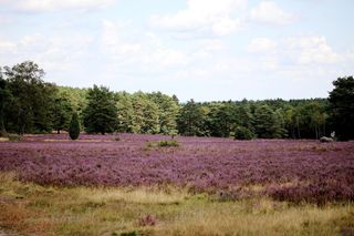 Wielkie wrzosowiska w kujawsko-pomorskim. To tereny idealne na rower i długie spacery [GALERIA]