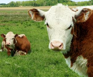 Dwie krowy uratowane z rąk okrutnika szukają nowego domu. TOZ apeluje o adopcje zwierząt!