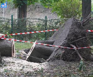 Połamane drzewa w Parku Miejskim w Kielcach po nawałnicy