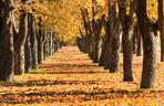 Jesień, liście, park, drzewa, las