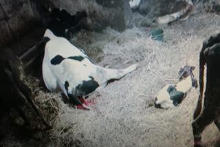 Burek zagryzł mu mamę