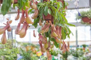 Rośliny mięsożerne