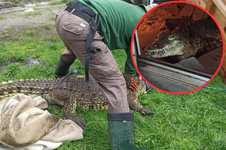 Nowy mieszkaniec zoo w Poznaniu. Historia Ancalagona jest przerażająca. Zobacz zdjęcia krokodyla