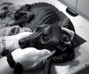 Pies przywiązany do płotu konał przez kilka dni. Została tylko skóra i kości