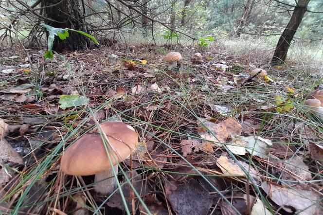 Wrześniowy raj dla grzybiarzy. W podłomżyńskich lasach pojawiły się grzyby! 