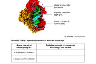 Matura 2024: biologia. Arkusze CKE i odpowiedzi. Poziom rozszerzony [Formuła 2015]