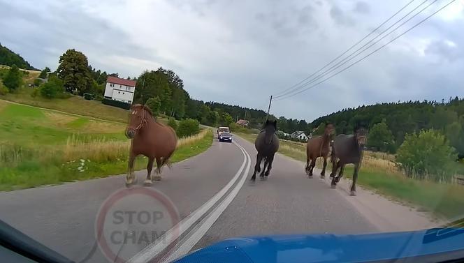 Te nagrania wywołują ciarki na plecach. Zwierzęta wbiegają tuż przed maskę!