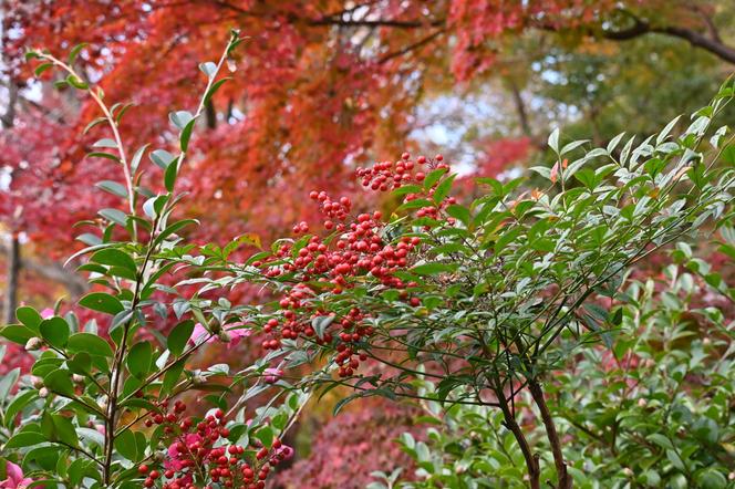 Nandina domowa