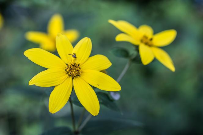 Słonecznik dziesięciopłatkowy - Helianthus decapetalus