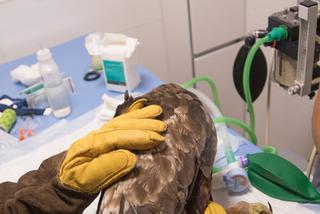 Kaszel i duszności u orła