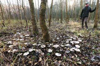 Czarcie kręgi w lesie pod Gorzowem