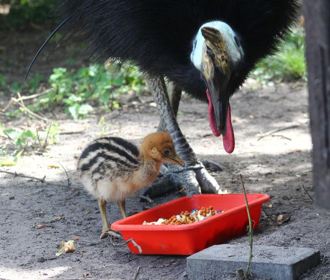 W Warszawskim ZOO wykluł się kazuar hełmiasty