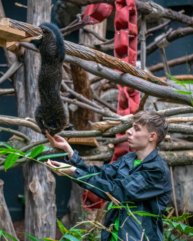 Pokazowe karmienia w Orientarium Zoo Łódź