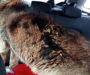 Obrońcy zwierząt i policja u sołtysa. Bambi cierpiał, miał rany na całym ciele.