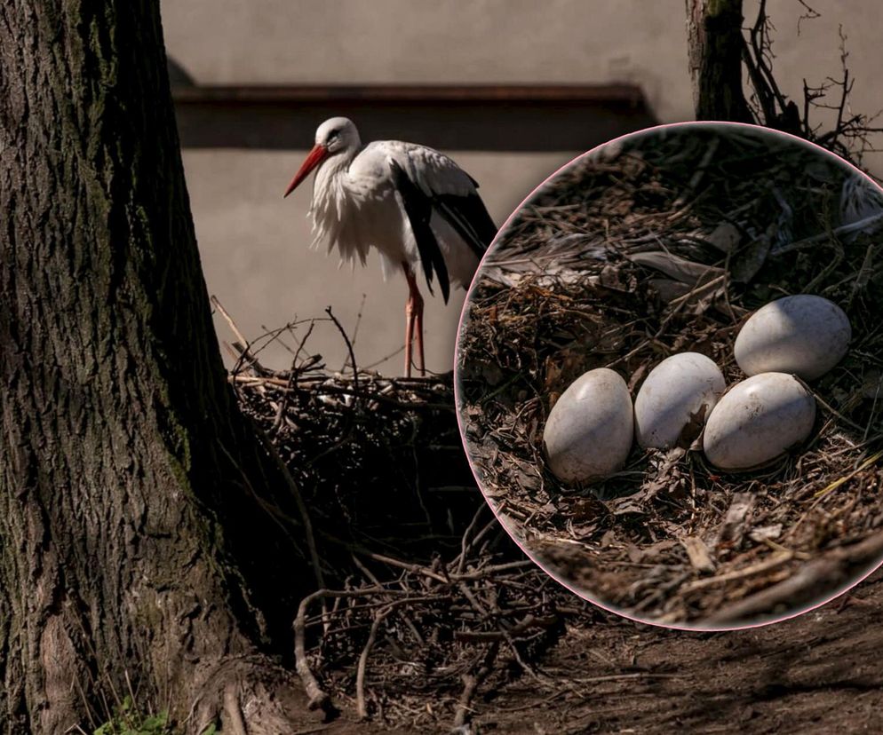 Naziemnne gniazda bocianów