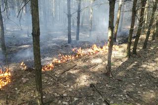 Seria pożarów lasów pod Płońskiem! Straż pożarna: To były podpalenia! [ZDJĘCIA]