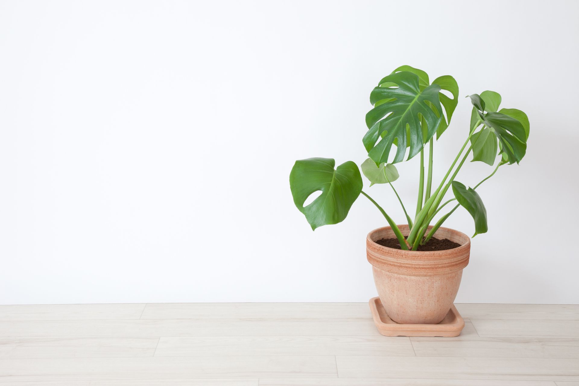 monstera obliqua yasuni Monstera obliqua 'Yasuni' – Magnifolia main image 1