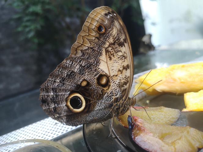 Kolorowa atrakcja w Palmiarni. Rozpoczyna się wystawa żywych motyli [ZDJĘCIA]