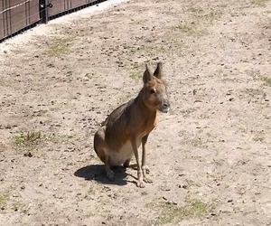 W toruńskim zoo zamieszkały kolejne zwierzęta. To urocze mary patagońskie