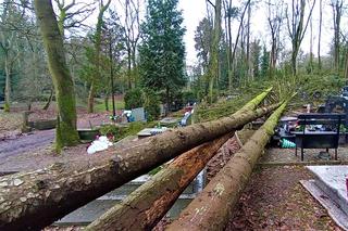 Powalone drzewo na Cmentarzu Centralnym w Szczecinie