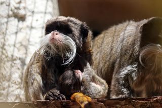 Tamaryna cesarska przyszła na świat w gdańskim zoo
