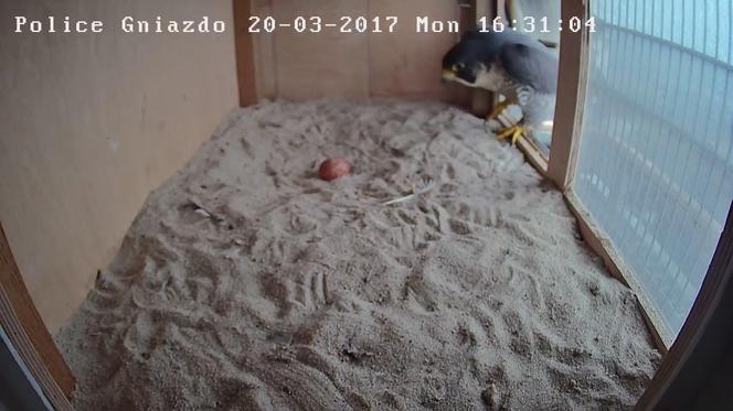 Gniazdo sokoła wędrownego w Policach
