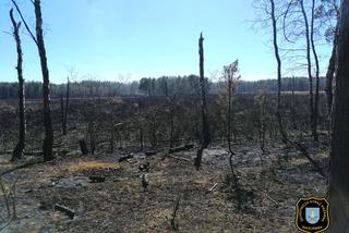 Gigantyczny pożar lasu pod Wołominem