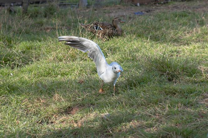 Motornicza uratowała mewę