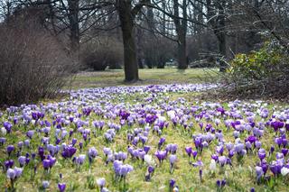 Krokusy zakwitły w Warszawie