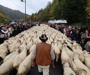 Owce opanowały Szczawnicę. Tak wyglądał redyk jesienny w małopolskim uzdrowisku 