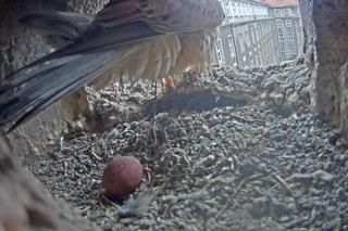 Sokoły pustułki w szczecińskim magistracie