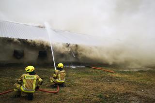 Pożar dużego kurnika w Borku pod Gorzowem ugaszony