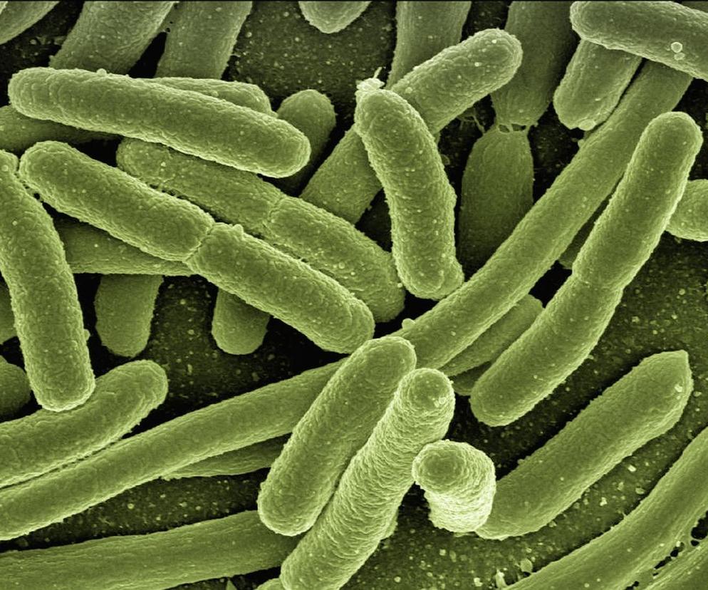 Bakteria coli