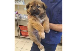 Porzucił zaniedbane szczeniaki na mrozie we Wrocławiu. Te słodziaki czekają na nowy dom