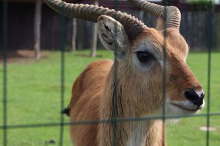 Ogród zoologiczny ma nowych mieszkańców