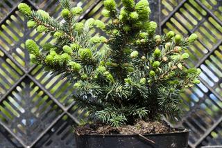 Świerk kłujący 'Waldbrunn' - Picea pungens 'Waldbrunn'