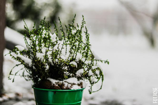 ŚNIEŻYCE i SILNE WICHURY w regionie! Parszywy początek weekendu