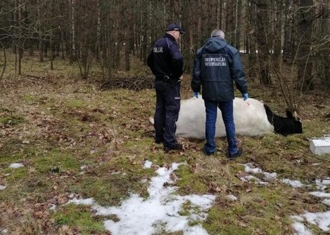 Strzegowo. Byk ZABIŁ właściciela! Agresywne zwierzę uciekło ze stodoły!