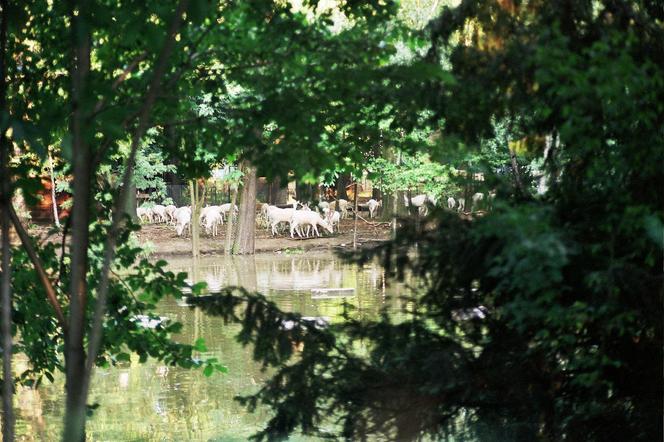 Powódź tysiąclecia we Wrocławiu. Zobacz, jak ratowano zoo przed wielką wodą 