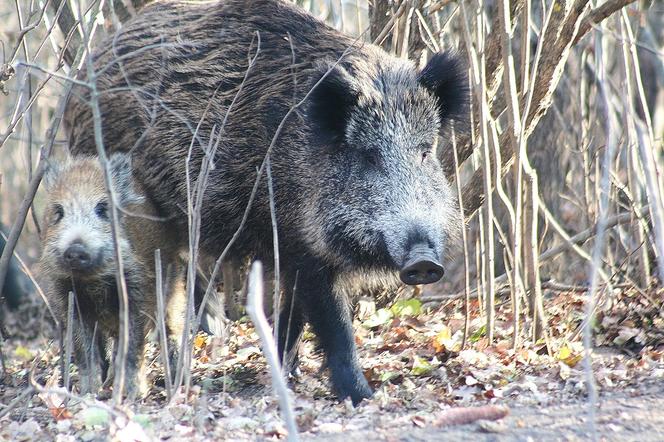 Dziki na gdańskich Aniołkach sieją spustoszenie. Mieszkańcy nie chcą odstrzału