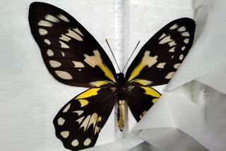 motyle