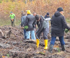 Mieszkańcy dla natury! Tak sadzili las pod Bydgoszczą