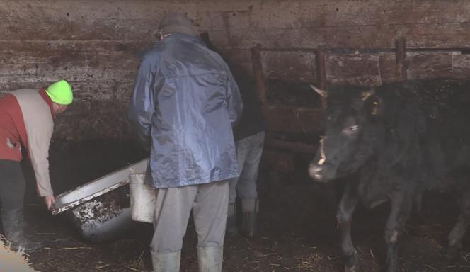 Rolnicy. Podlasie. Gienek i Andrzej karmią krowy. Sławek: Widać jaki tu porządek