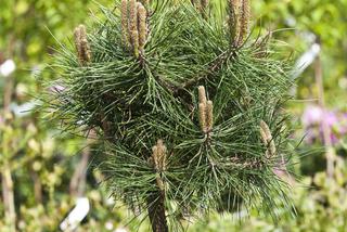 Sosna czarna 'Green Bullet' - Pinus nigra 'Green Bullet'