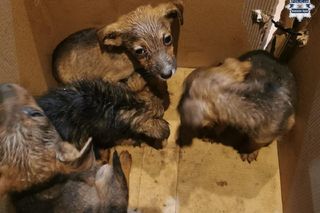 Serce pęka na ten widok. Spakował małe pieski do kartonu i wyrzucił w lesie na pewną śmierć